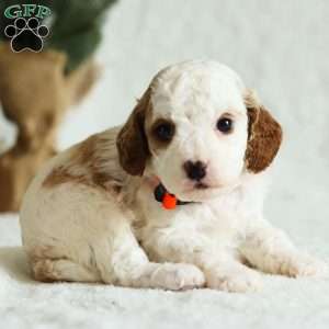 Dixie F1B, Cavapoo Puppy